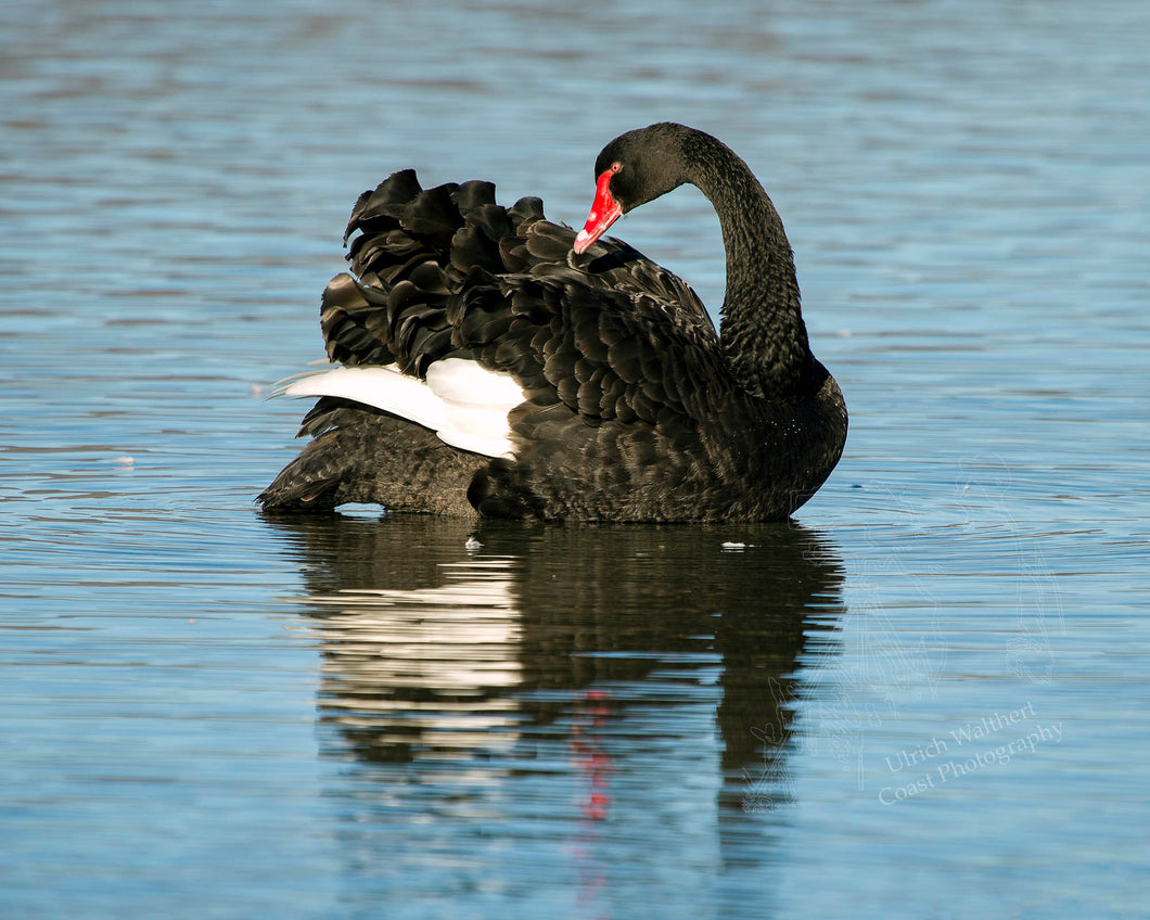 Black Swan 1