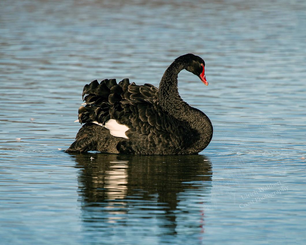 Copy of Black Swan2