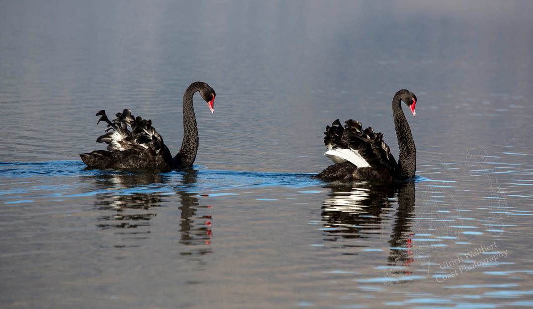 Black Swan 4