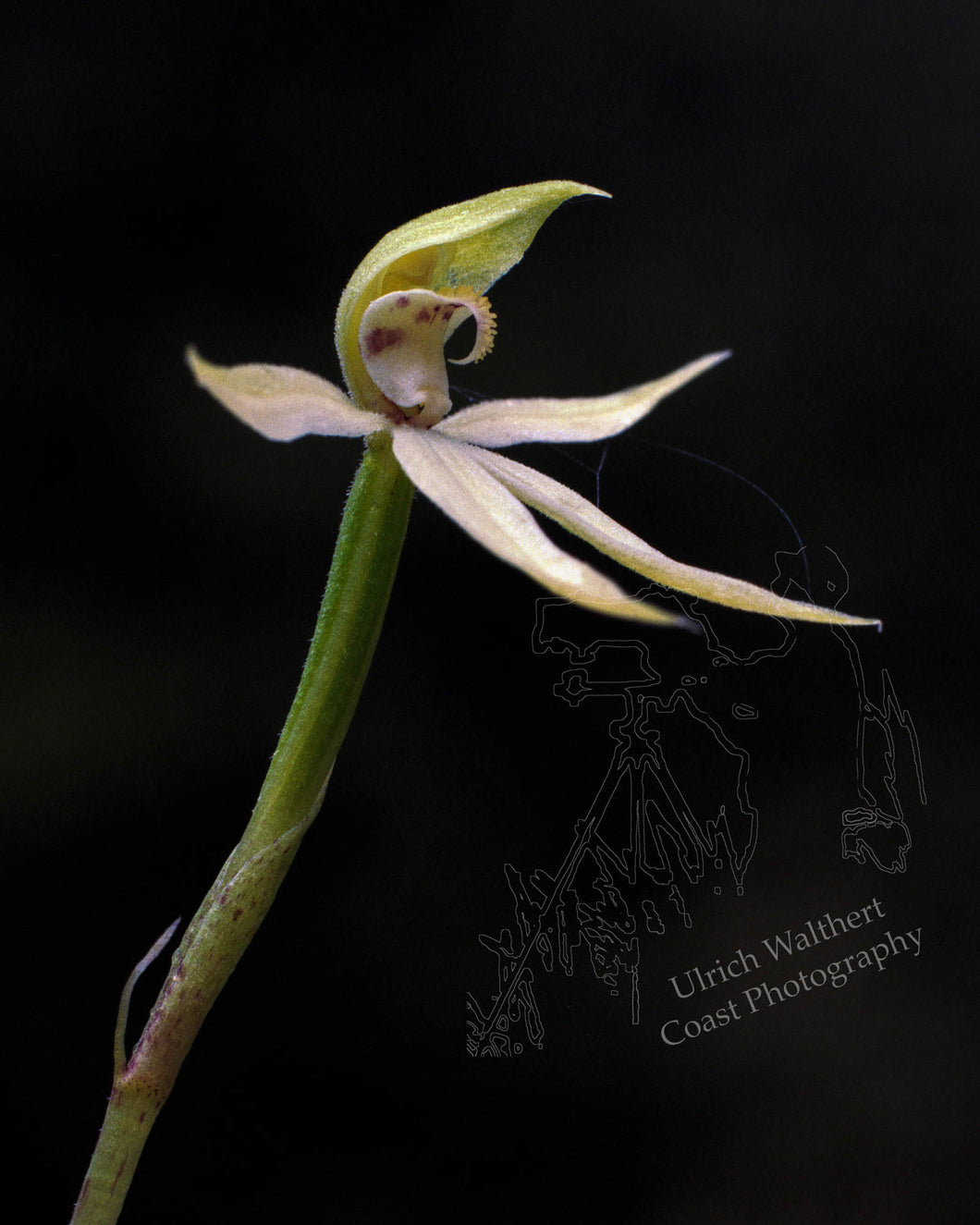 Adenochilus Gracilis 1