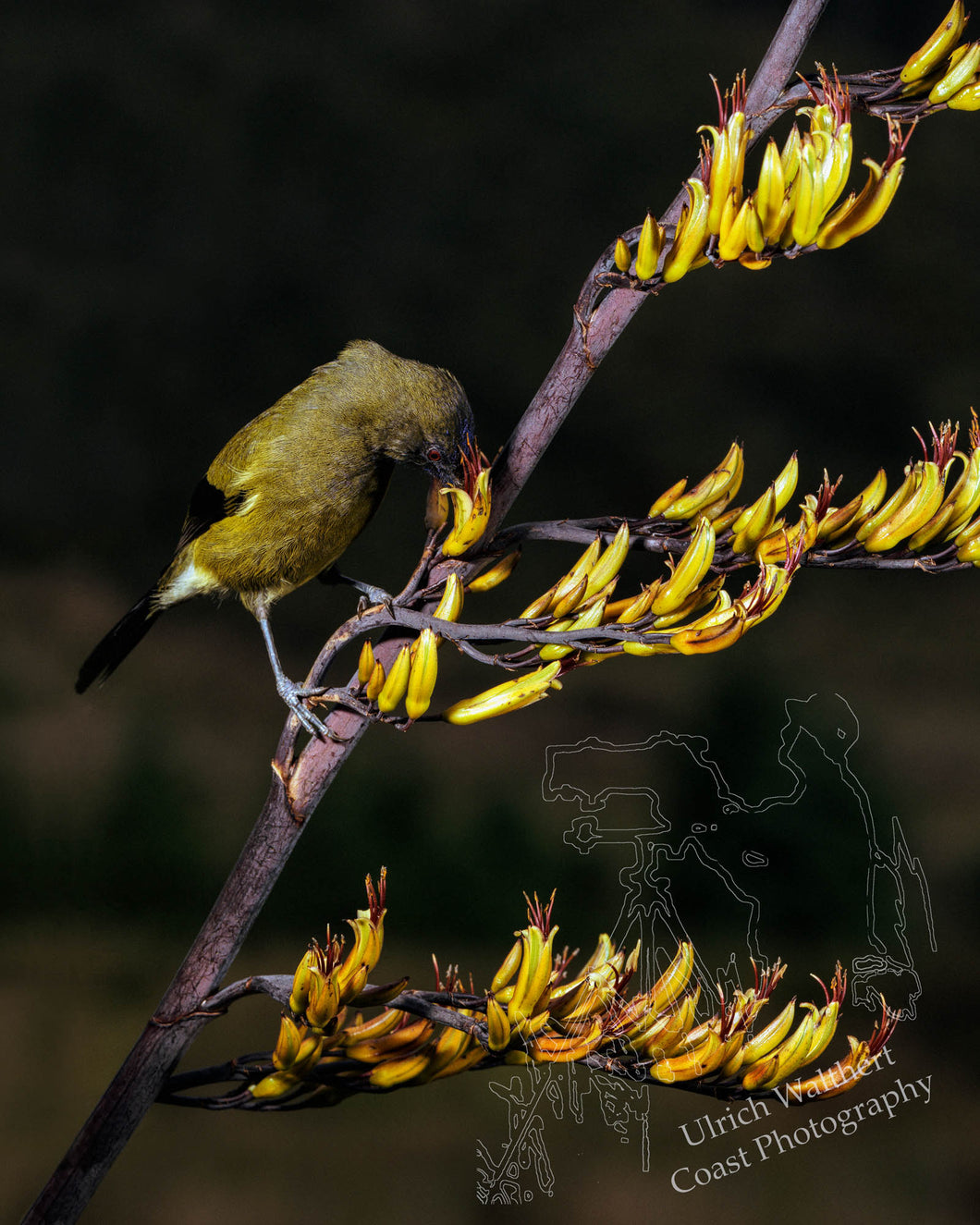 Bellbird 1