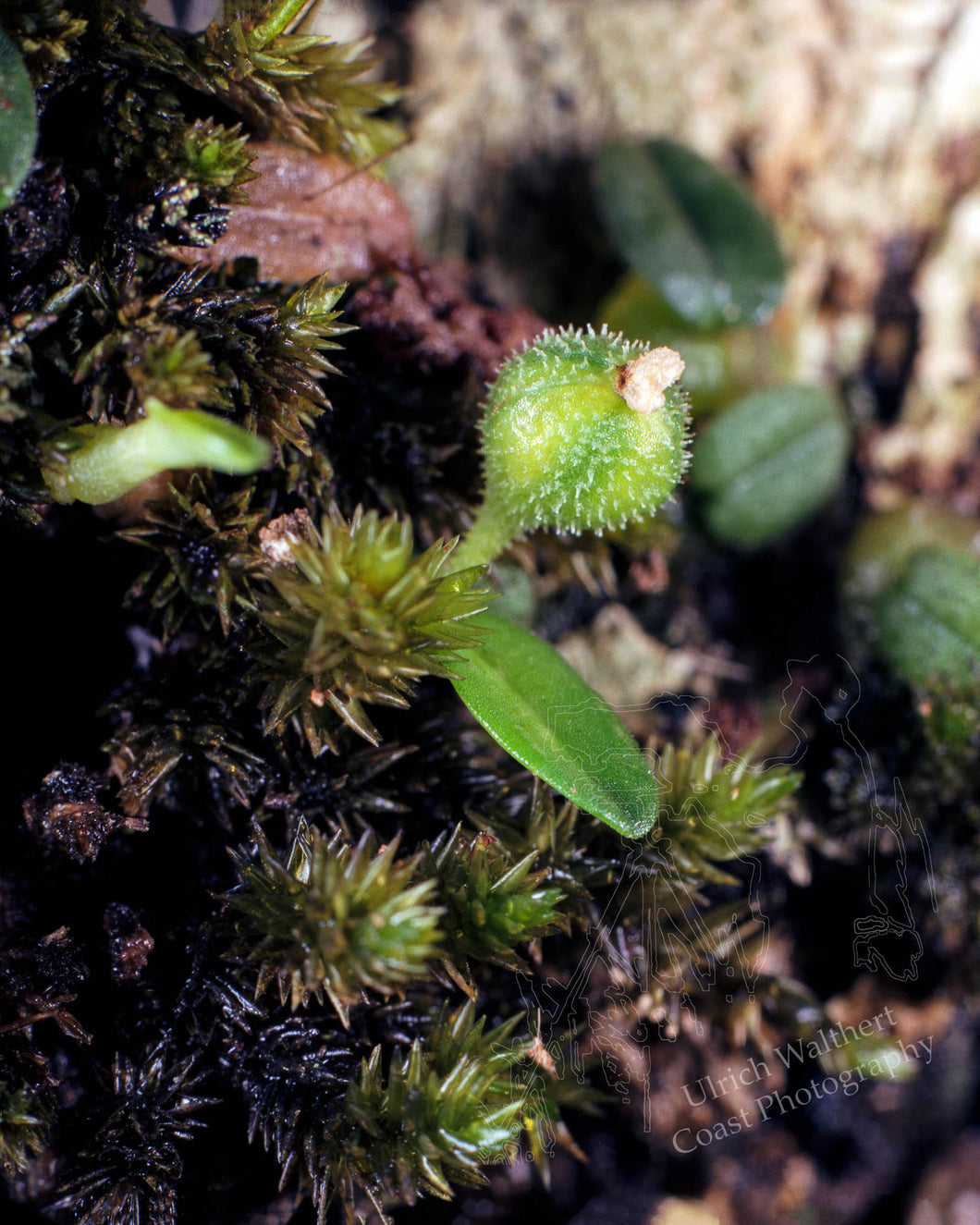 Bulbophyllum Pygnaeum 1