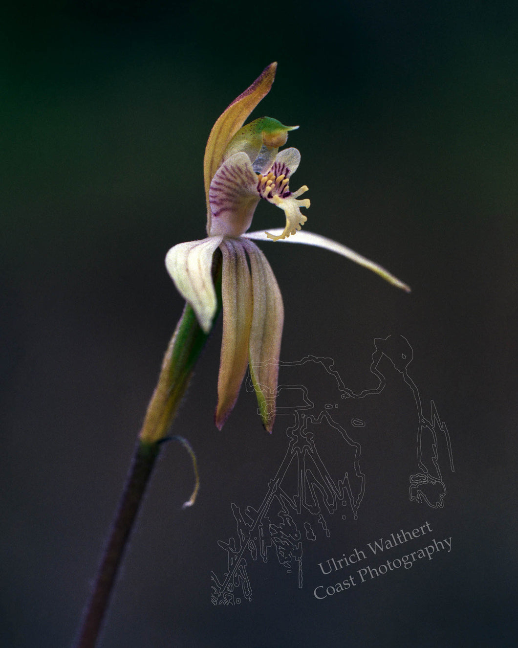 Calandenia Catenata 1