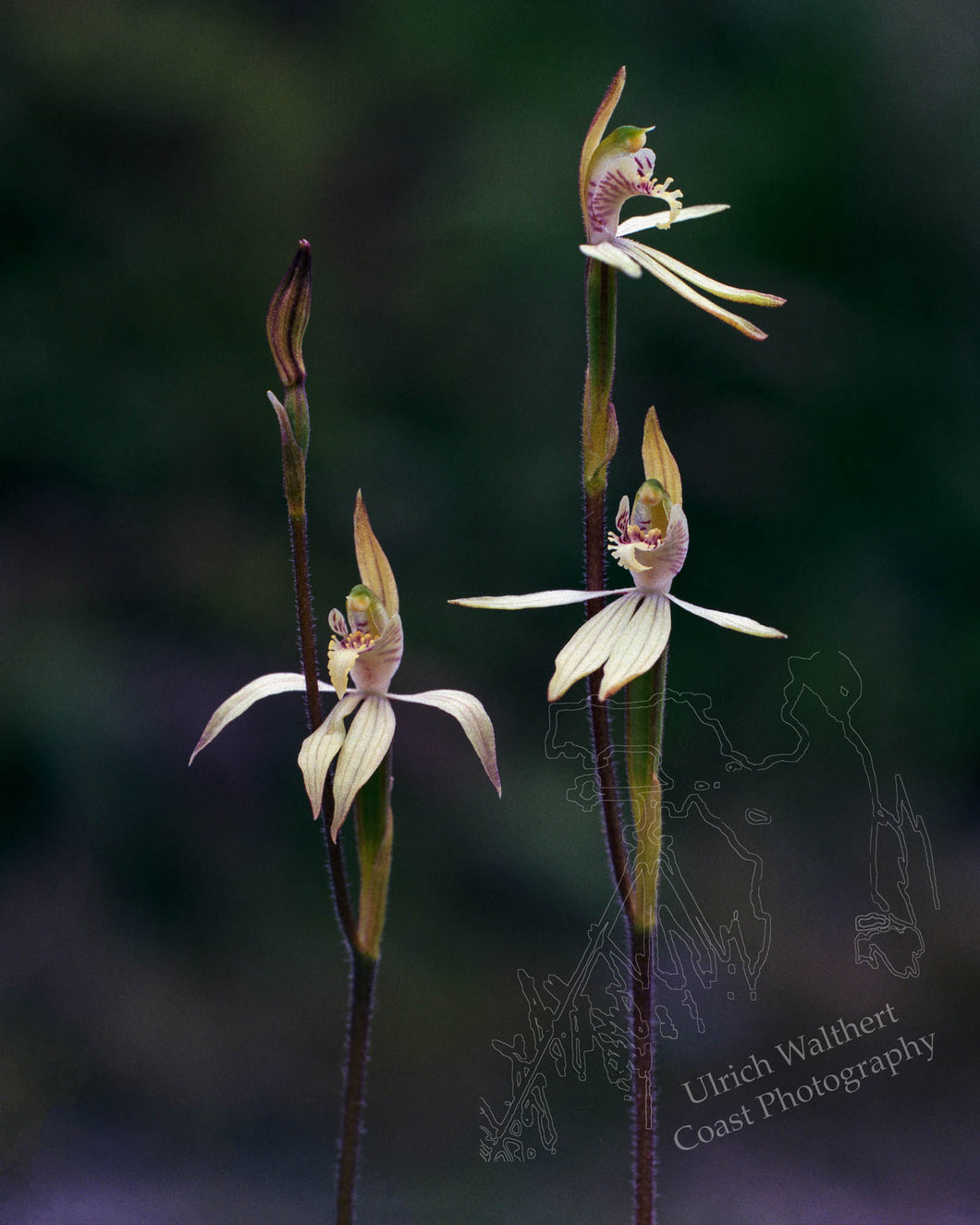 Calandenia Catenata 2