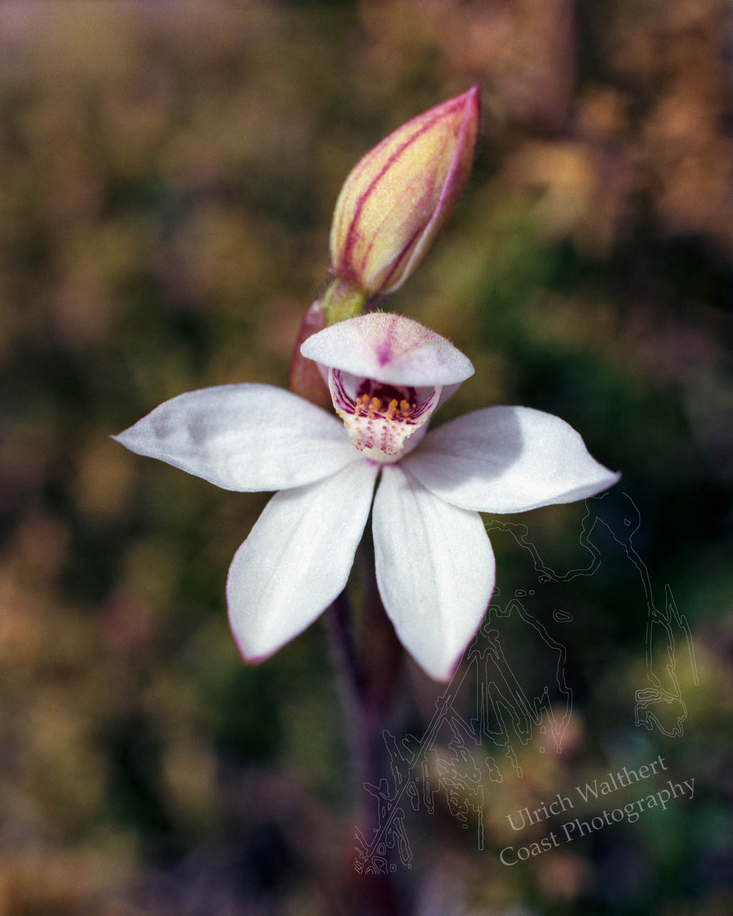 Calandenia Lyallii 1