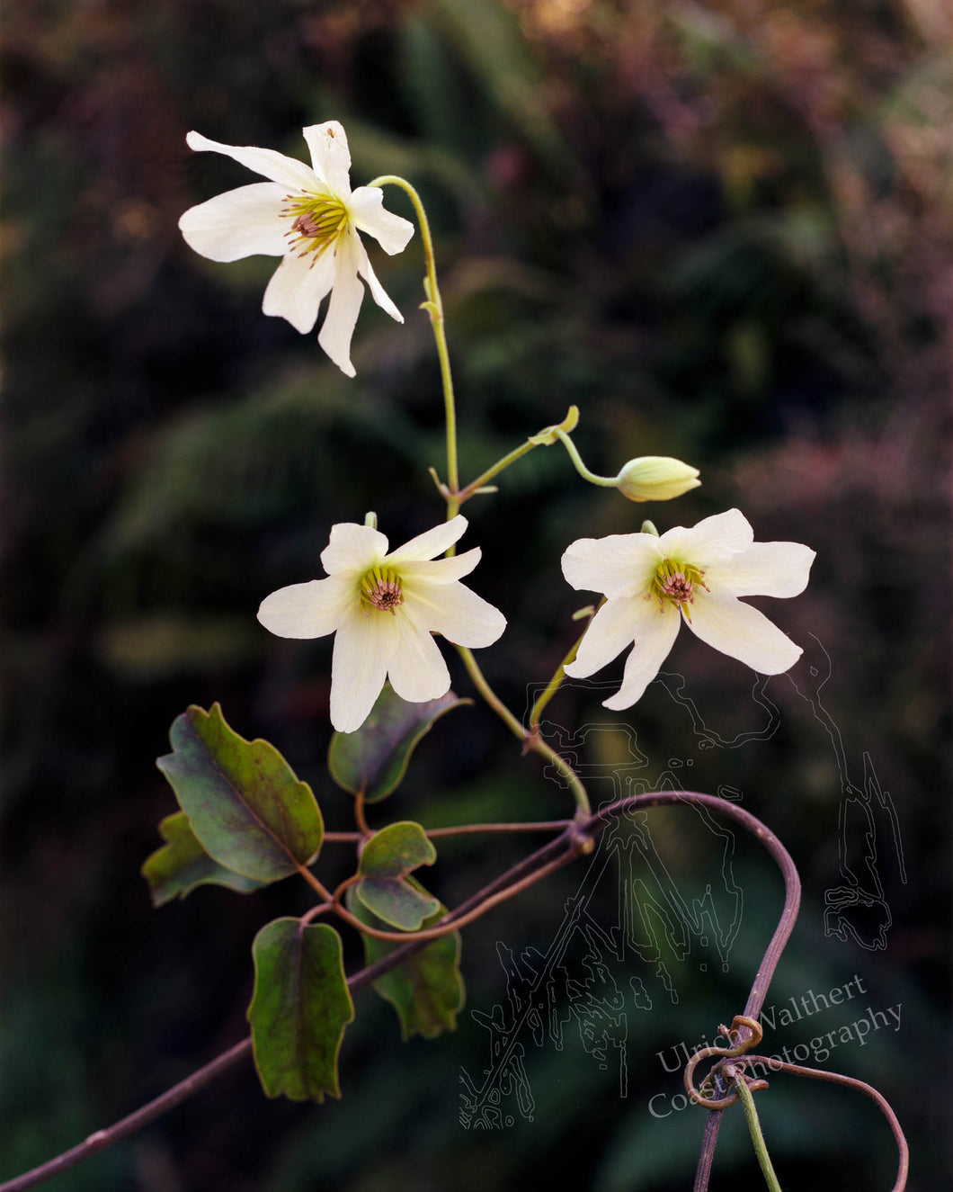 Clematis 1