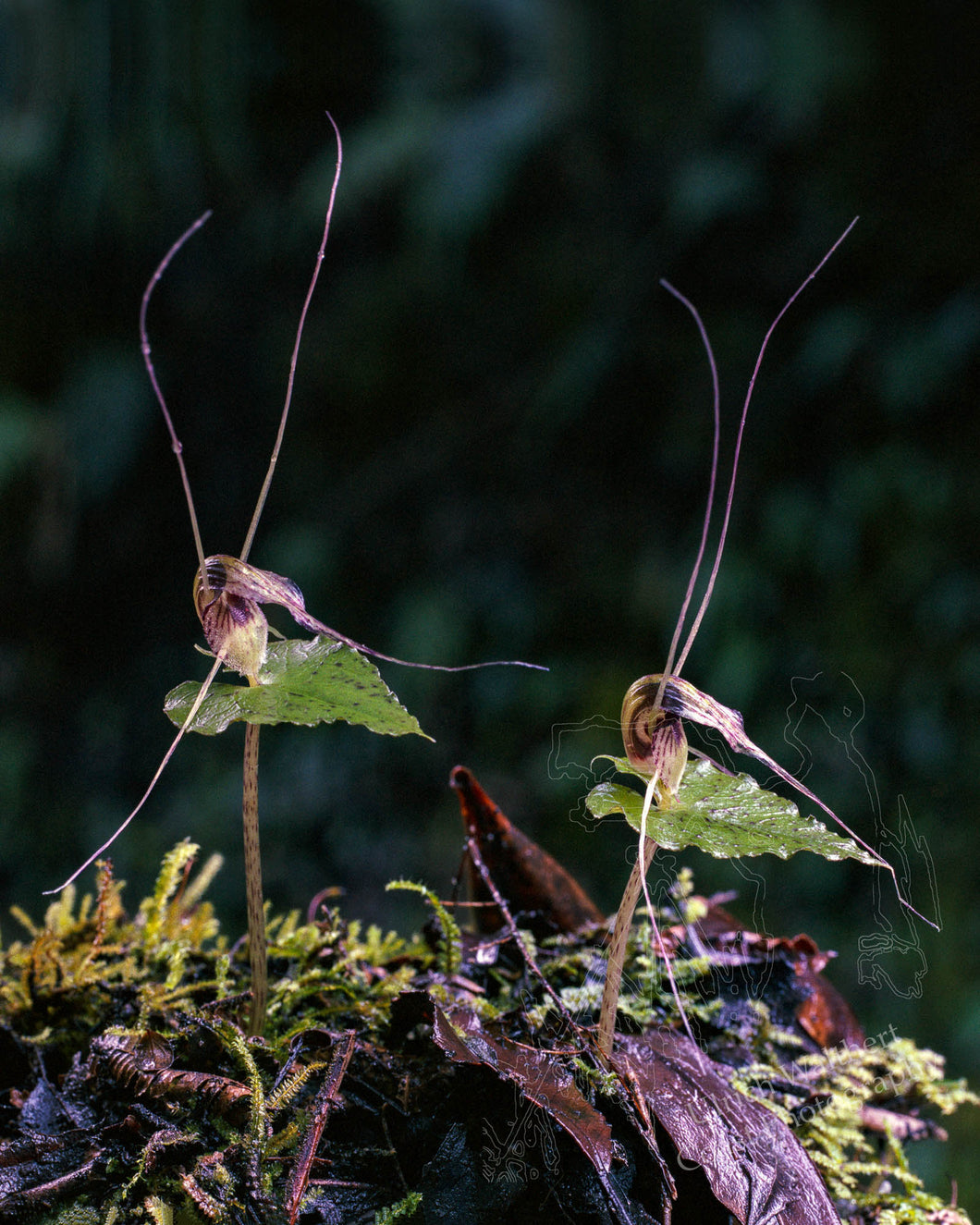 Corybas Rivularis 1