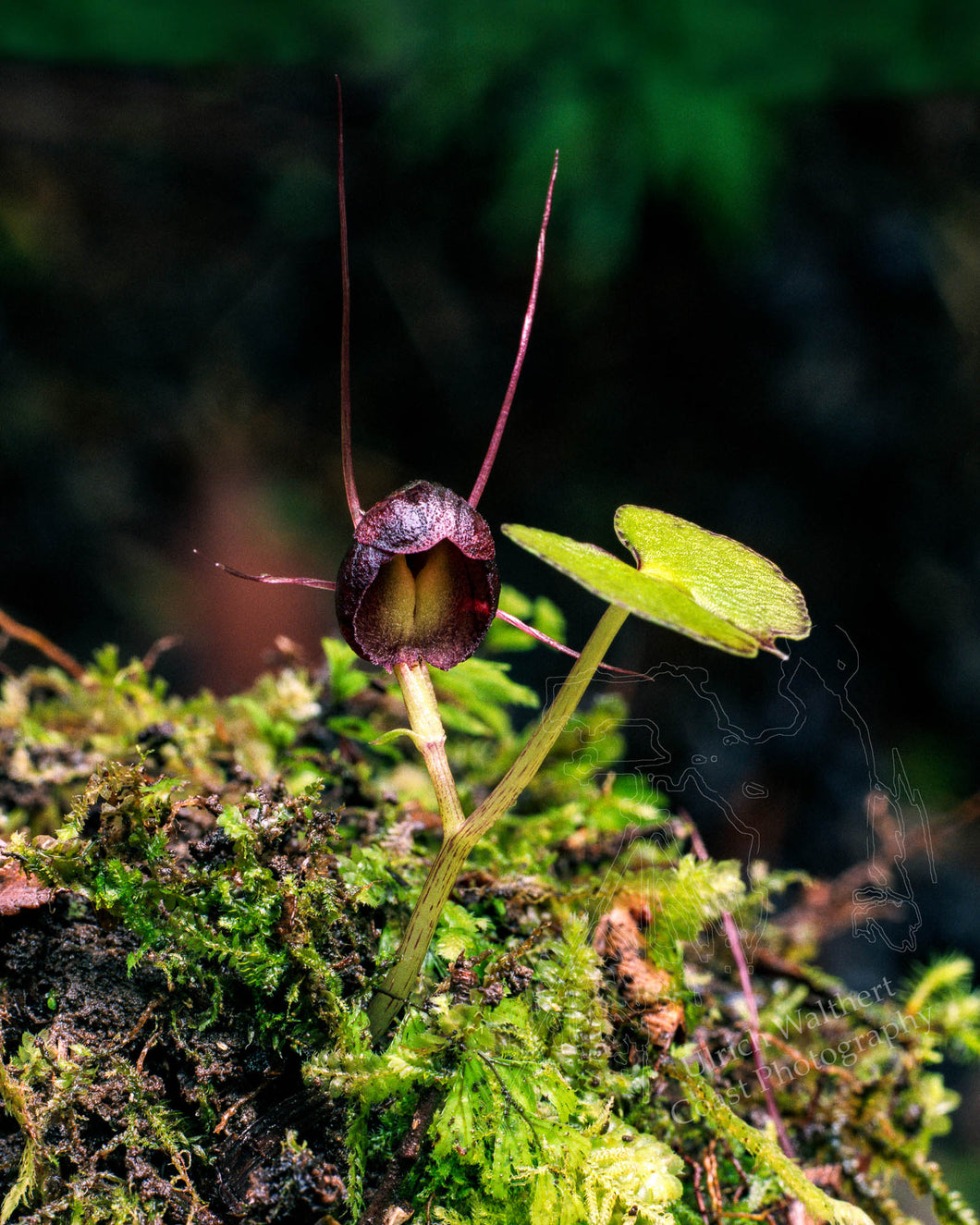 Corybas Trilobus 1