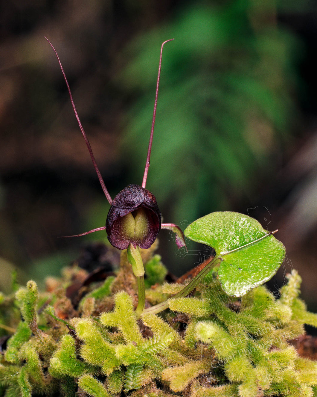 Corybas Trilobus 2