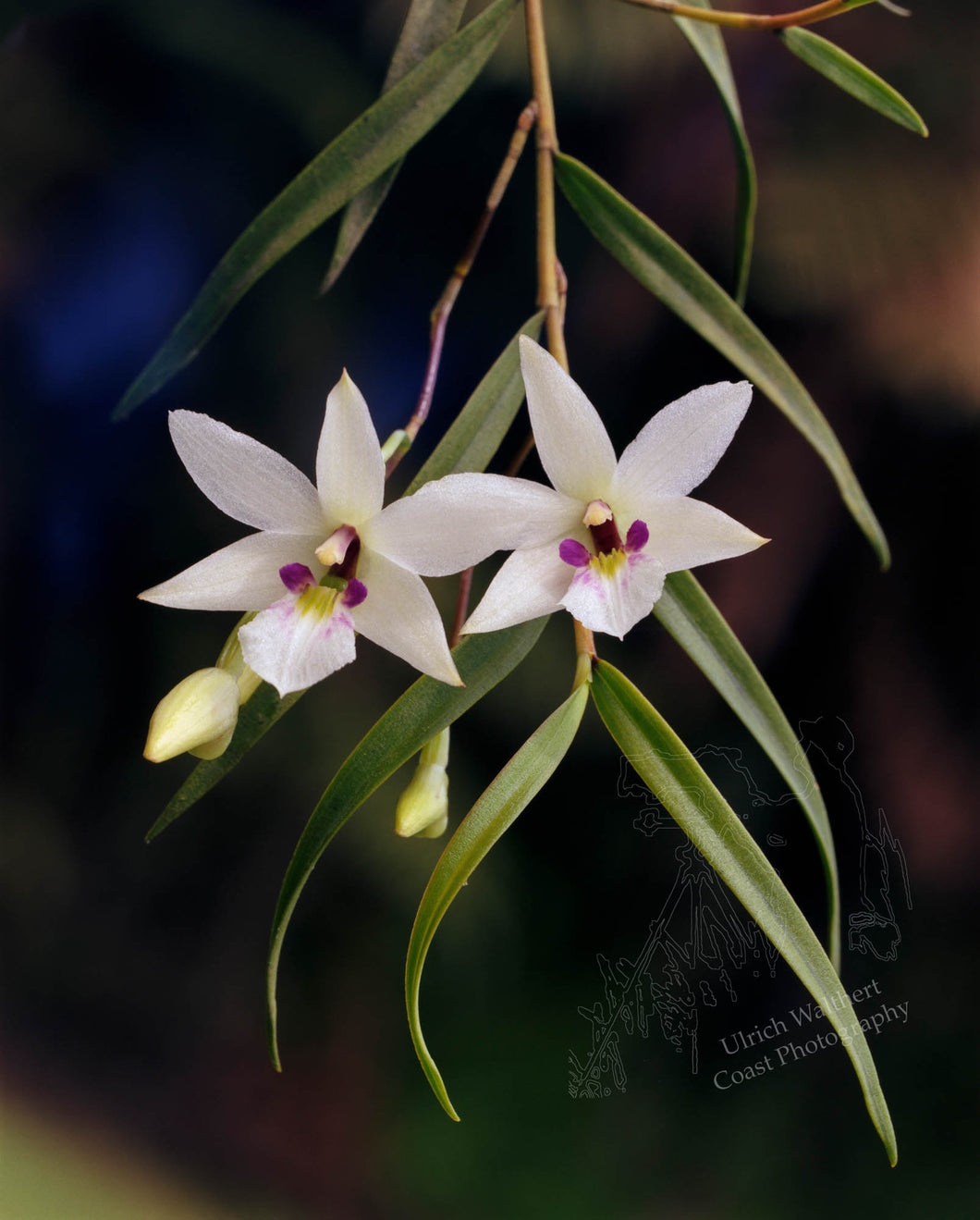 Dendrobium Cunninghamii 1