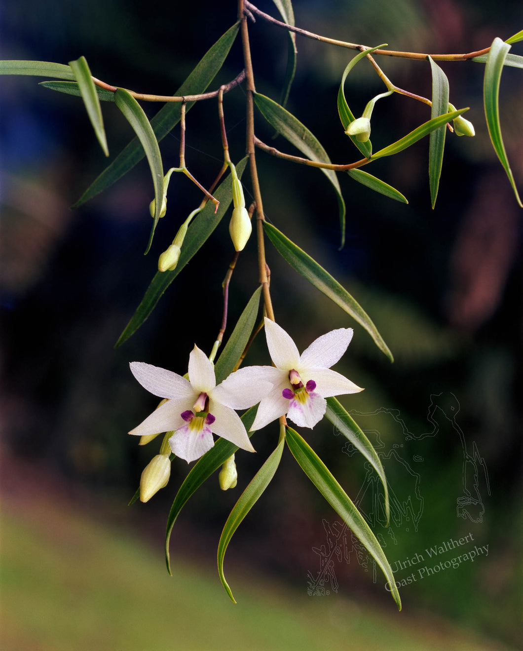 Dendrobium Dunninghamii 2