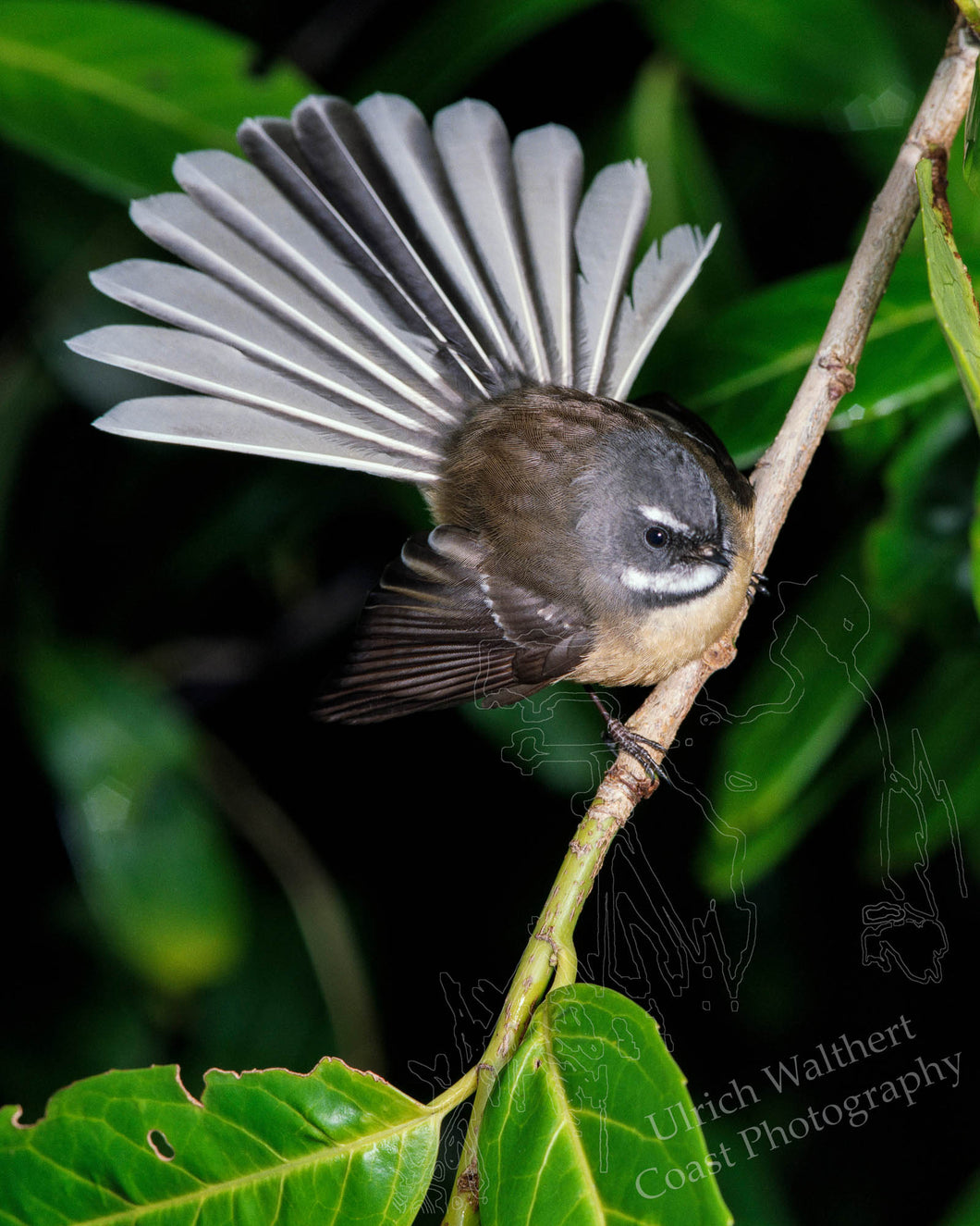 Fantail 1