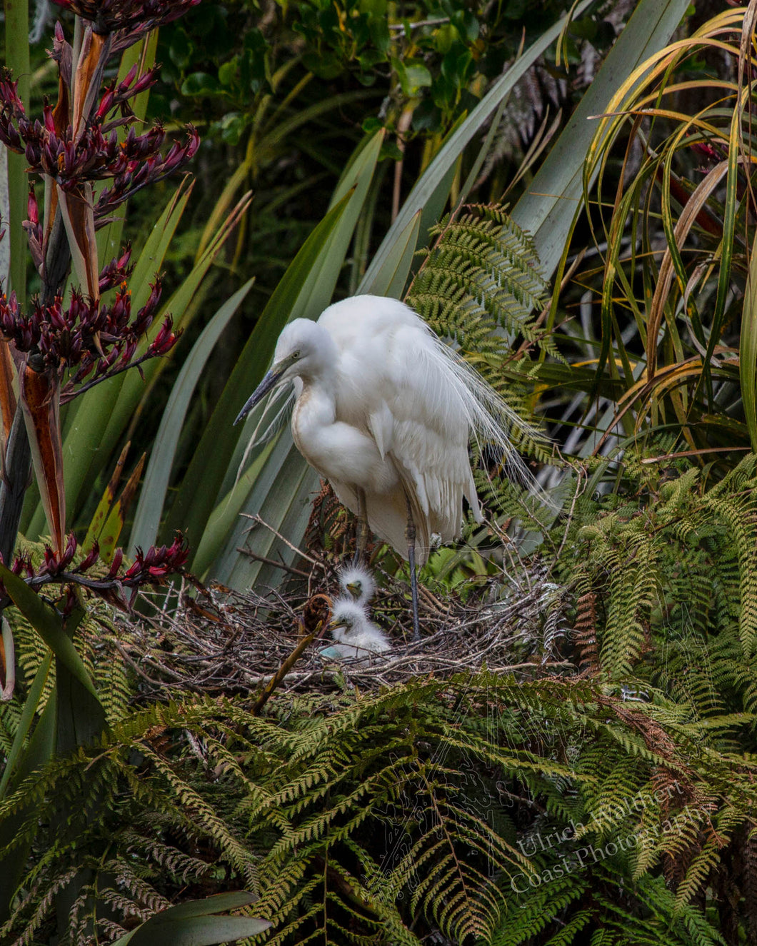 White Heron 22