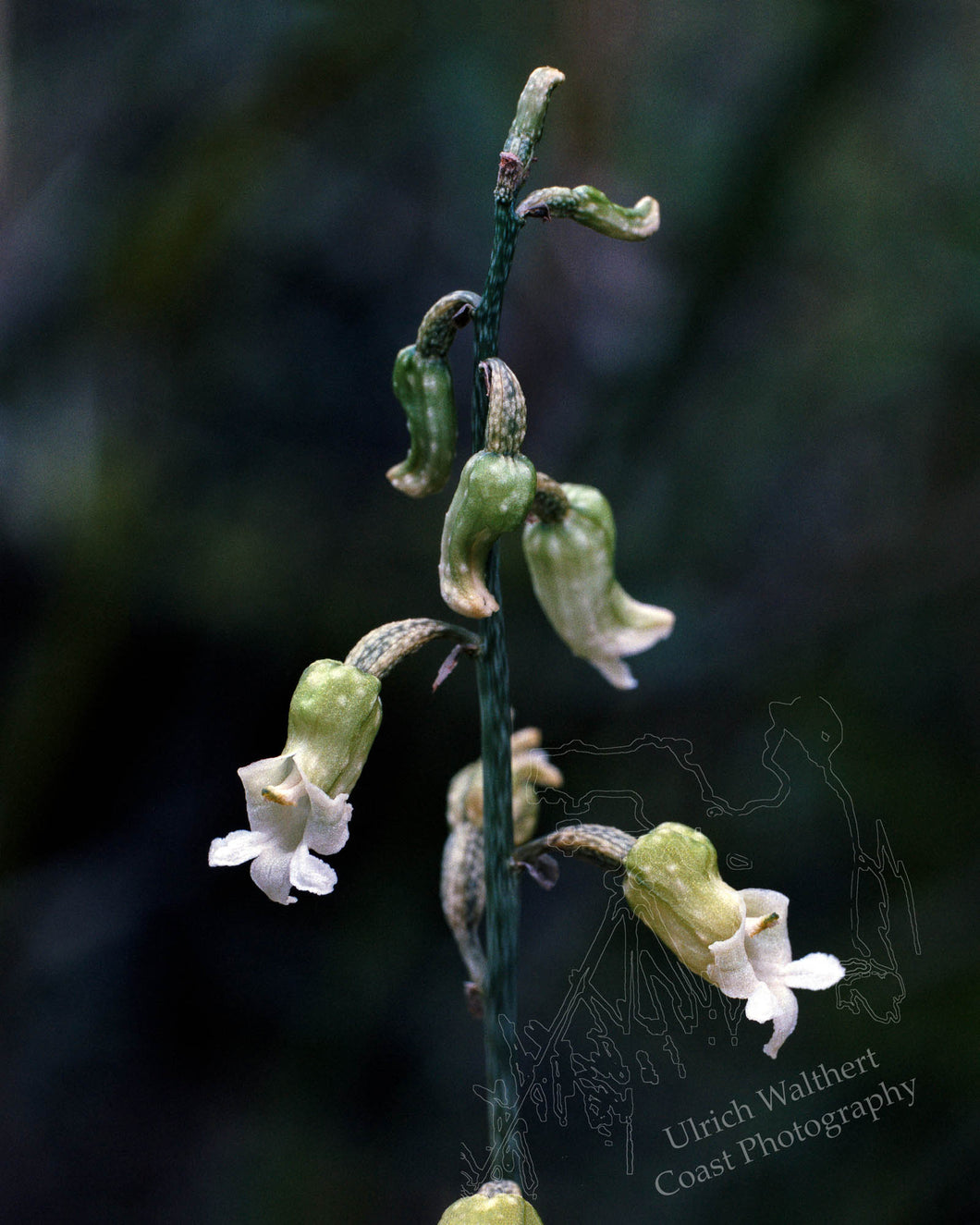 Gastrodia cunninghamii 2