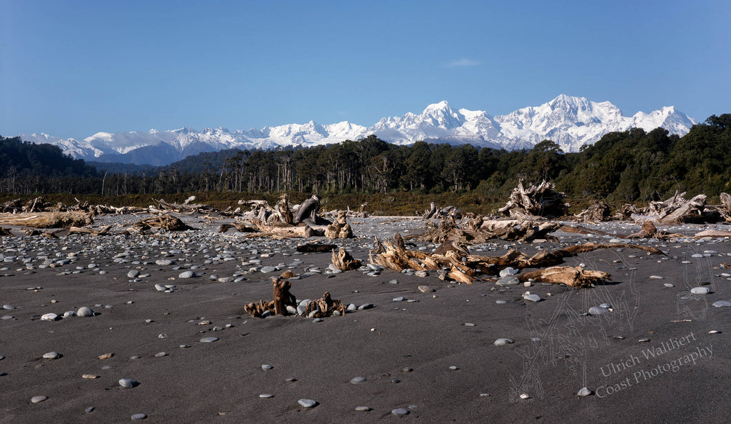 Gillespie Beach Driftwood 4