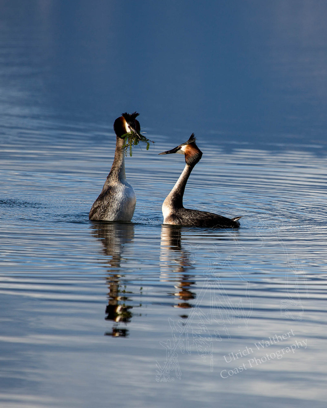 Grebe ( australasian crested ) 1