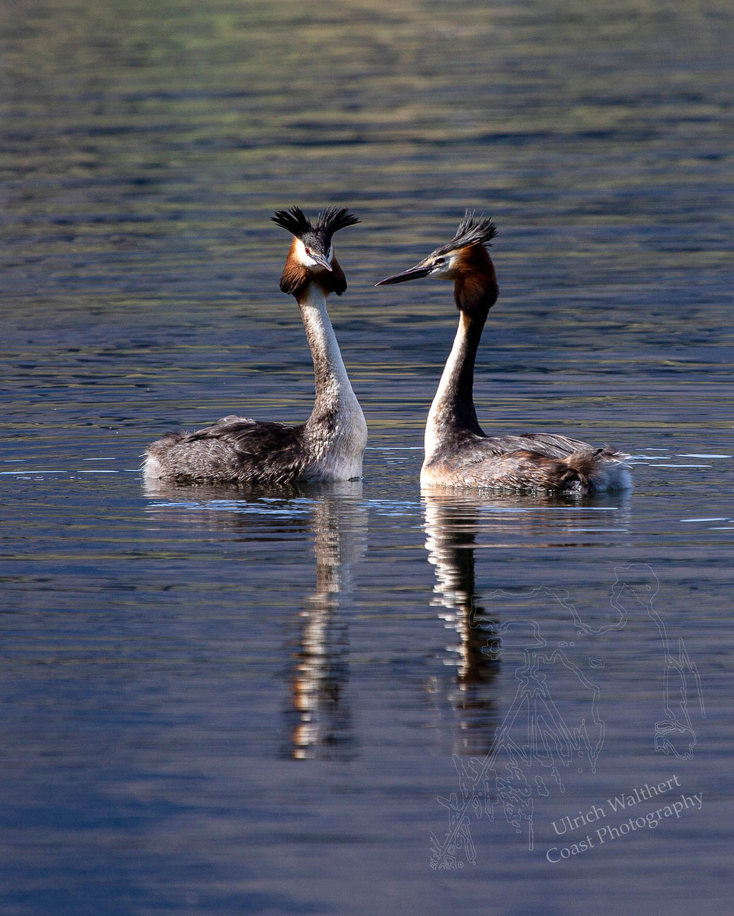 Grebe ( australasian crested ) 2