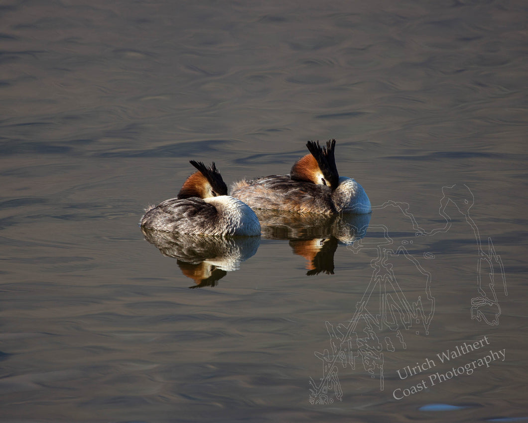 Grebe ( australasian crested ) 3