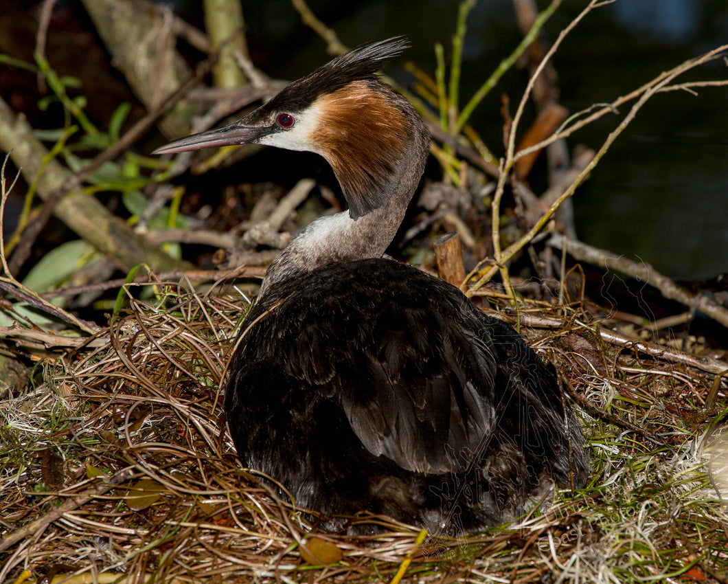 Grebe ( australasian crested ) 11