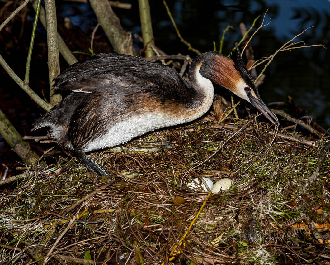 Grebe ( australasian crested ) 12