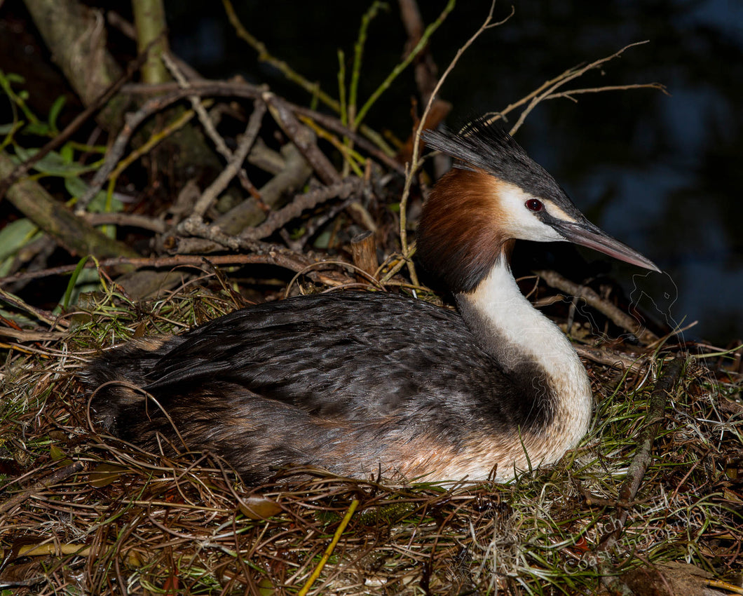 Grebe ( australasian crested ) 13