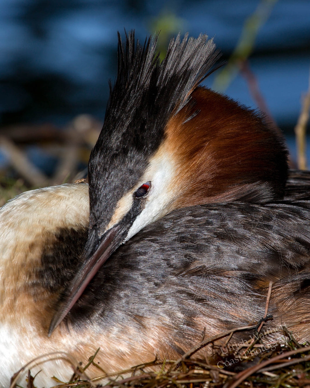 Grebe ( australasian crested ) 21