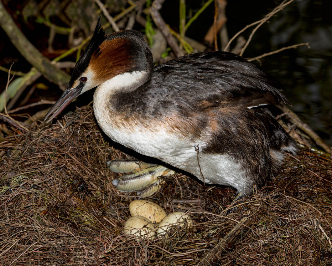 Grebe ( australasian crested ) 22