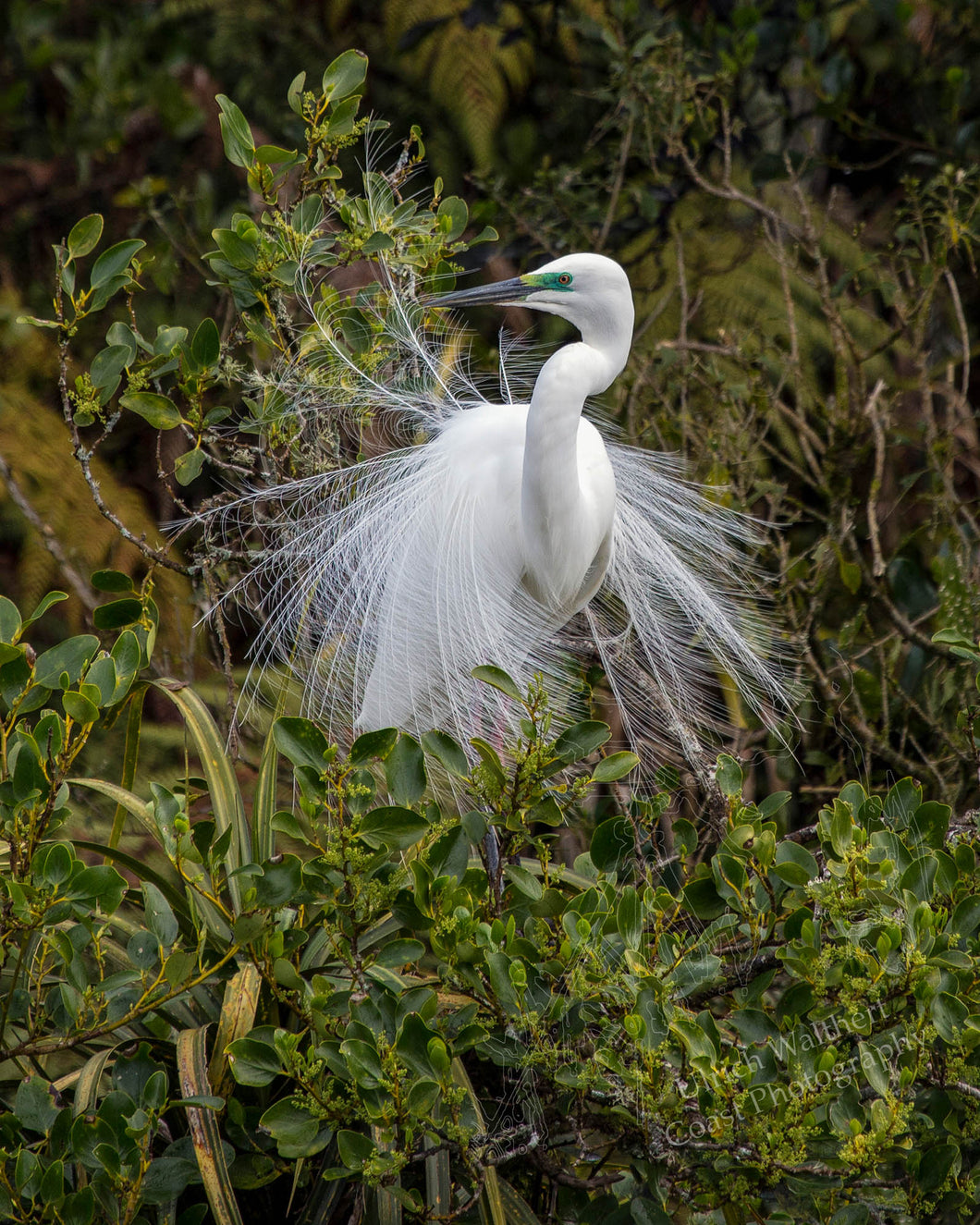 White Heron 2