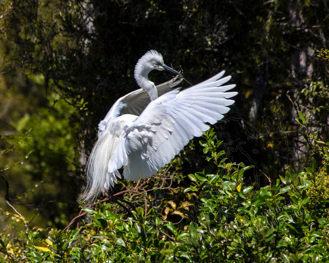 White Heron 3