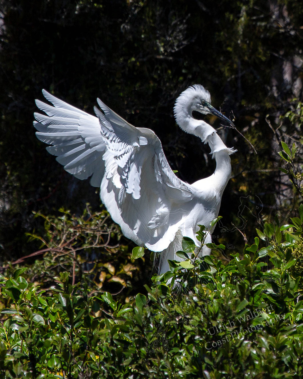 White Heron 11