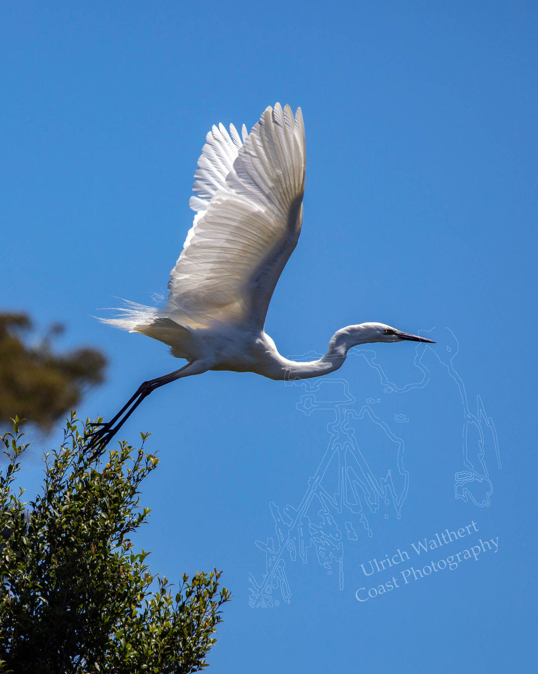 White Heron 12