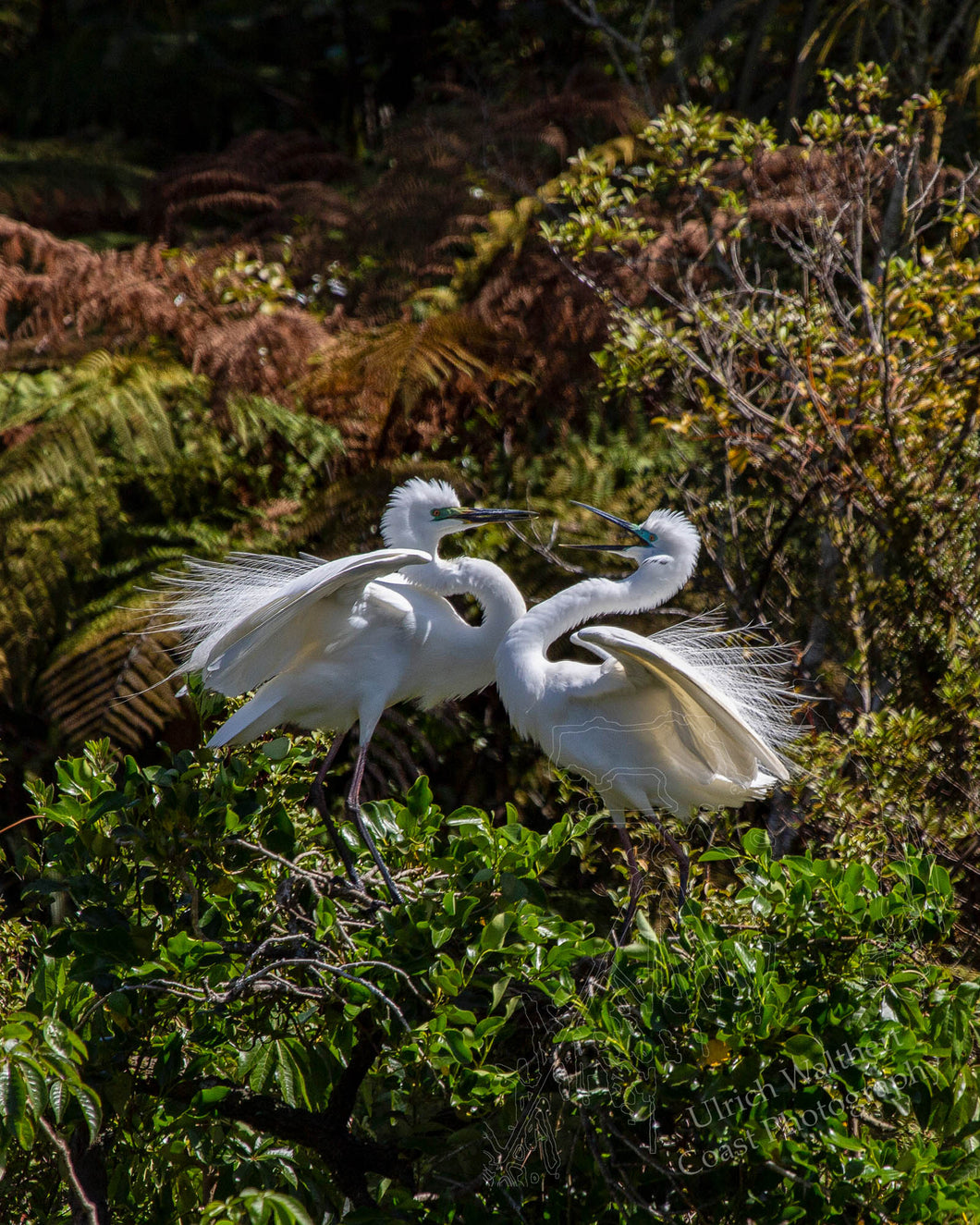 White Heron 13