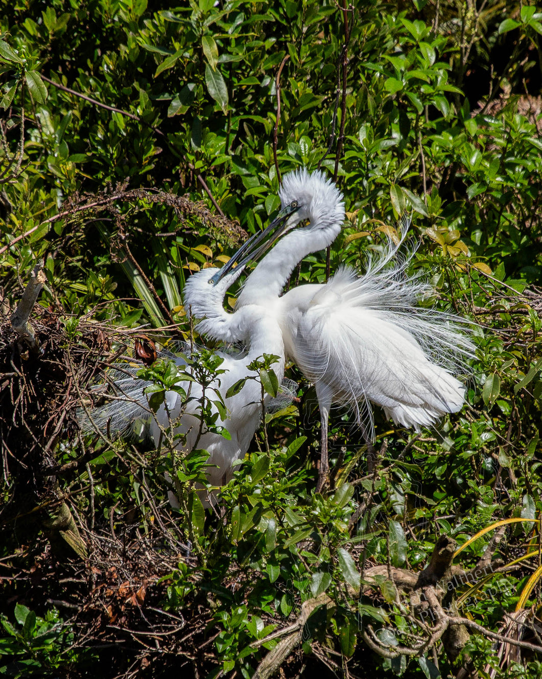 White Heron 21