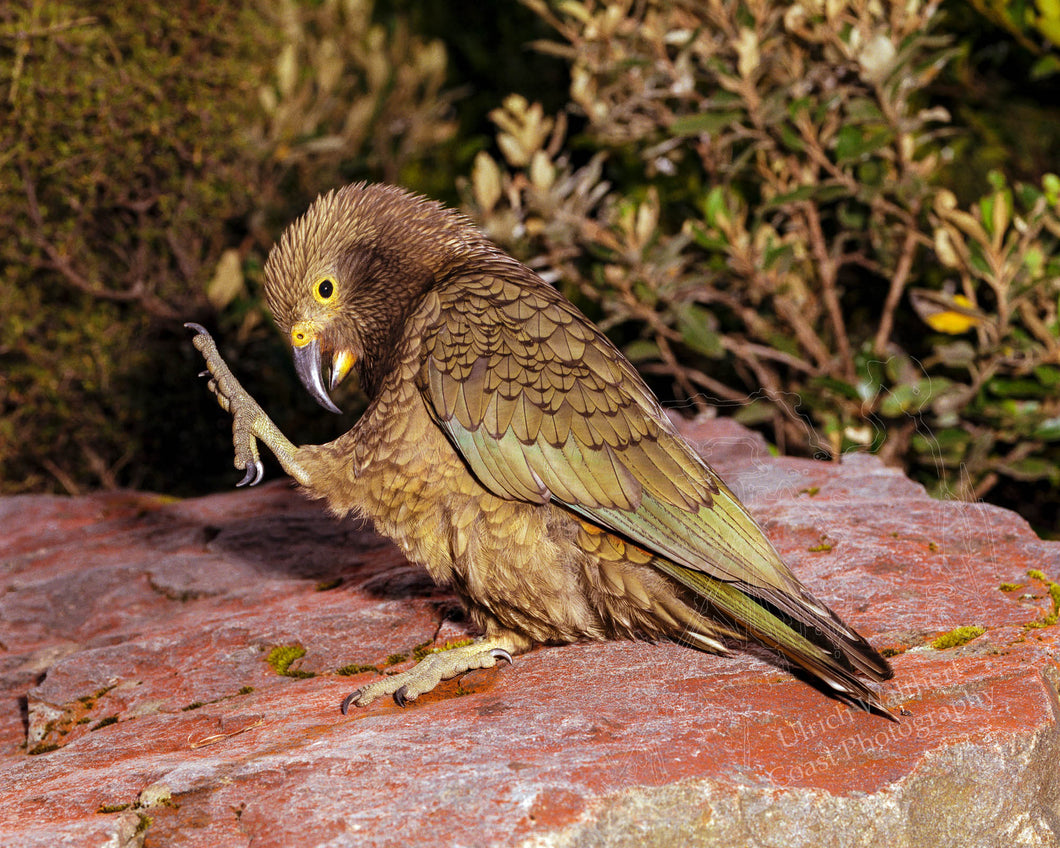 Kea 3