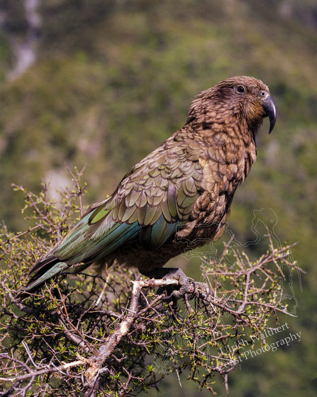 Kea 2