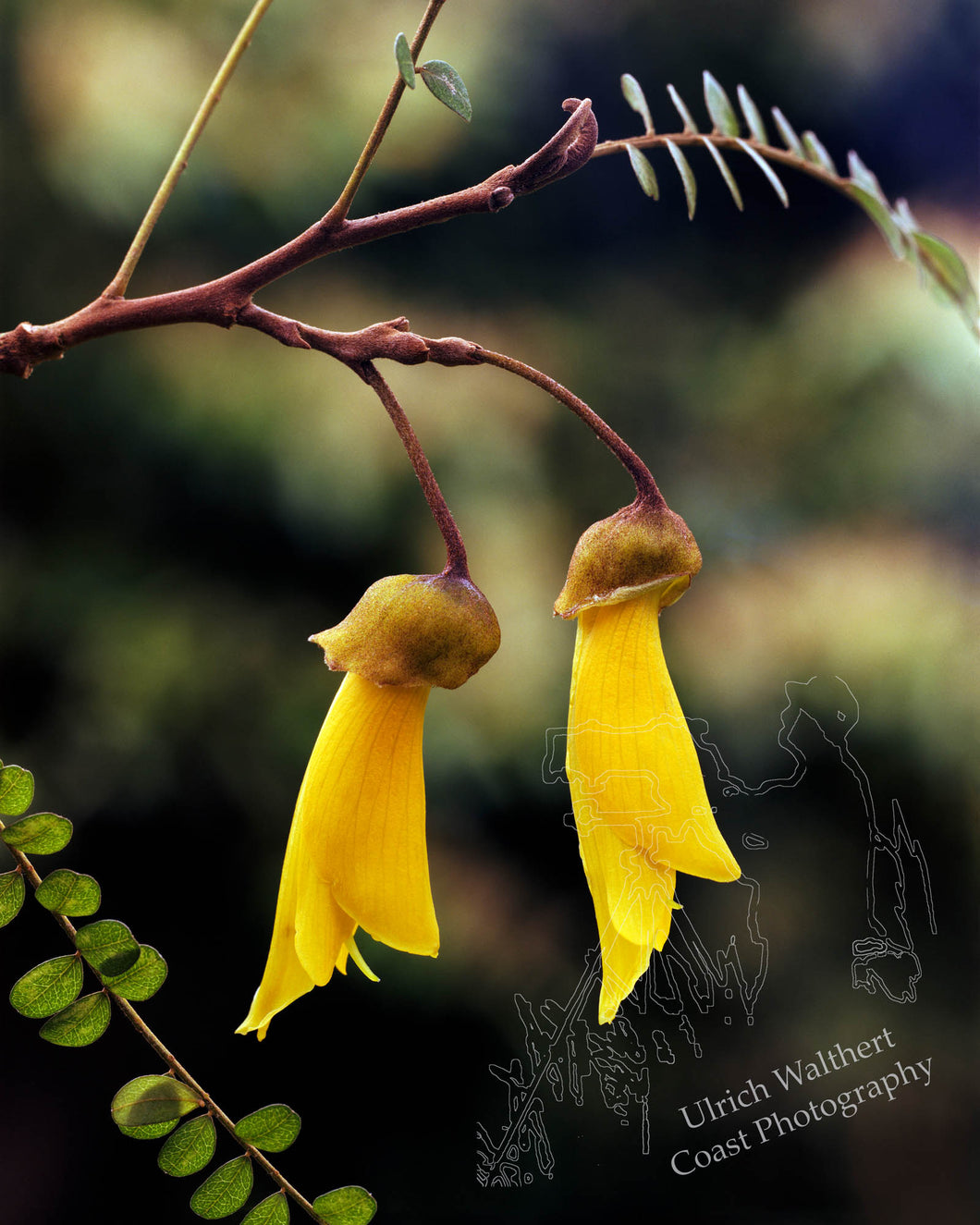 Kowhai 2