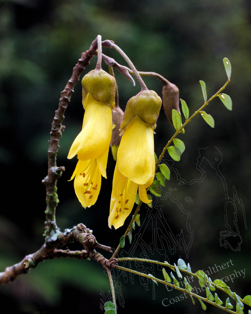 Kowhai 1