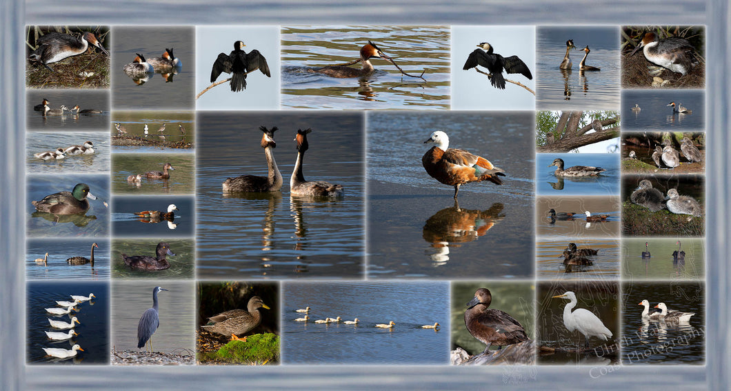 Lake Hayes Birds Montage 2