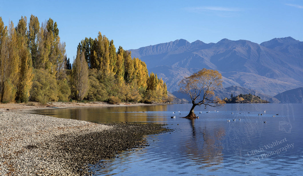 Lake Wanaka Tree 4