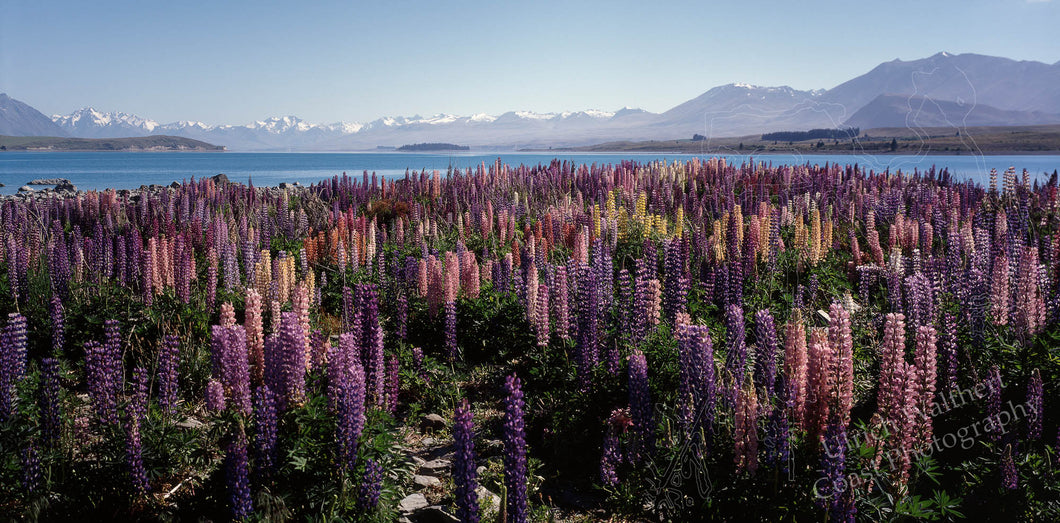 Lupins at Lake Tekapo 7