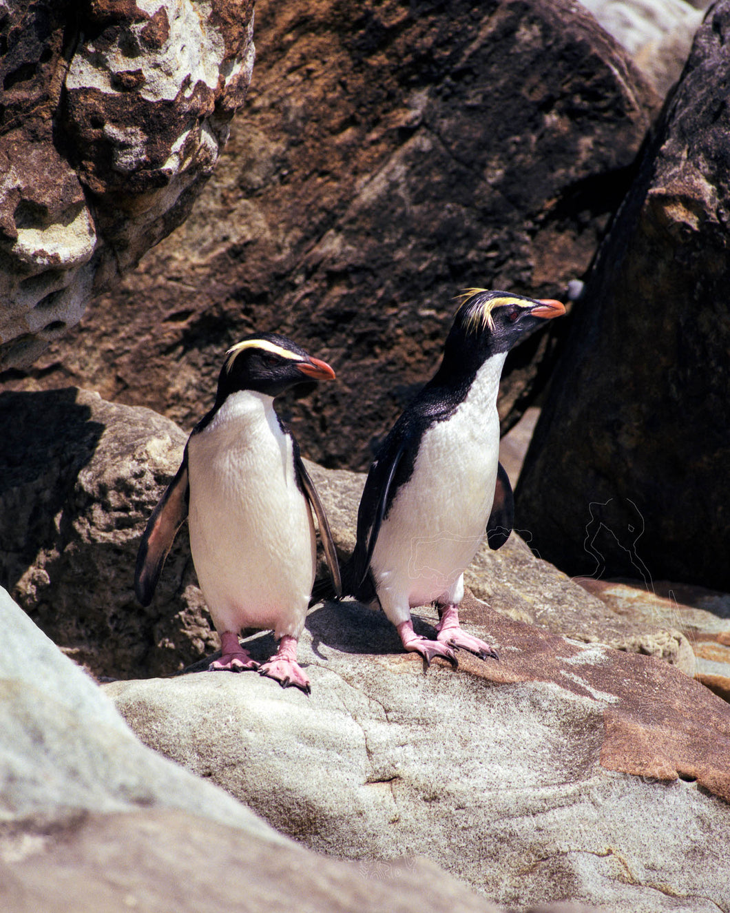 Penguin (Fiordland Crested) 3