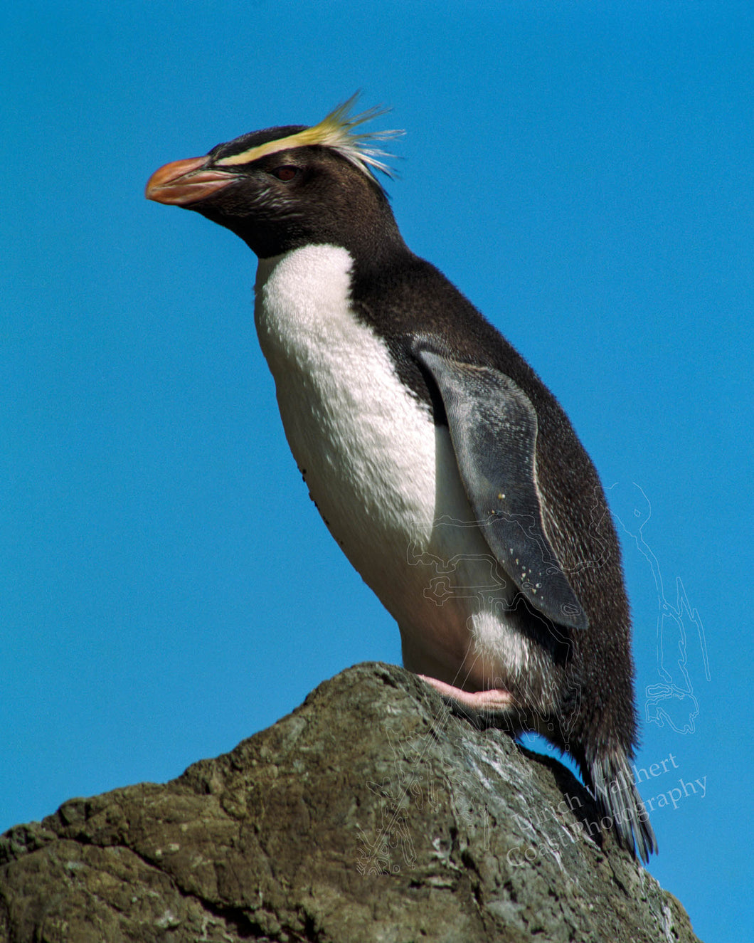 Penguin (Fiordland Crested) 1