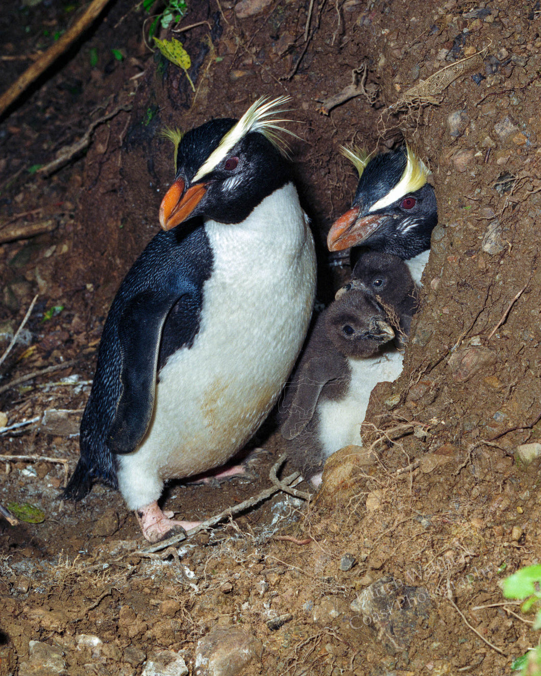 Penguin (Fiordland Crested) 2