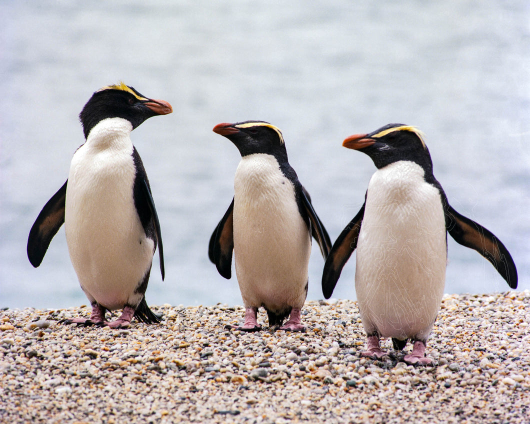 Penguin (Fiordland Crested) 11