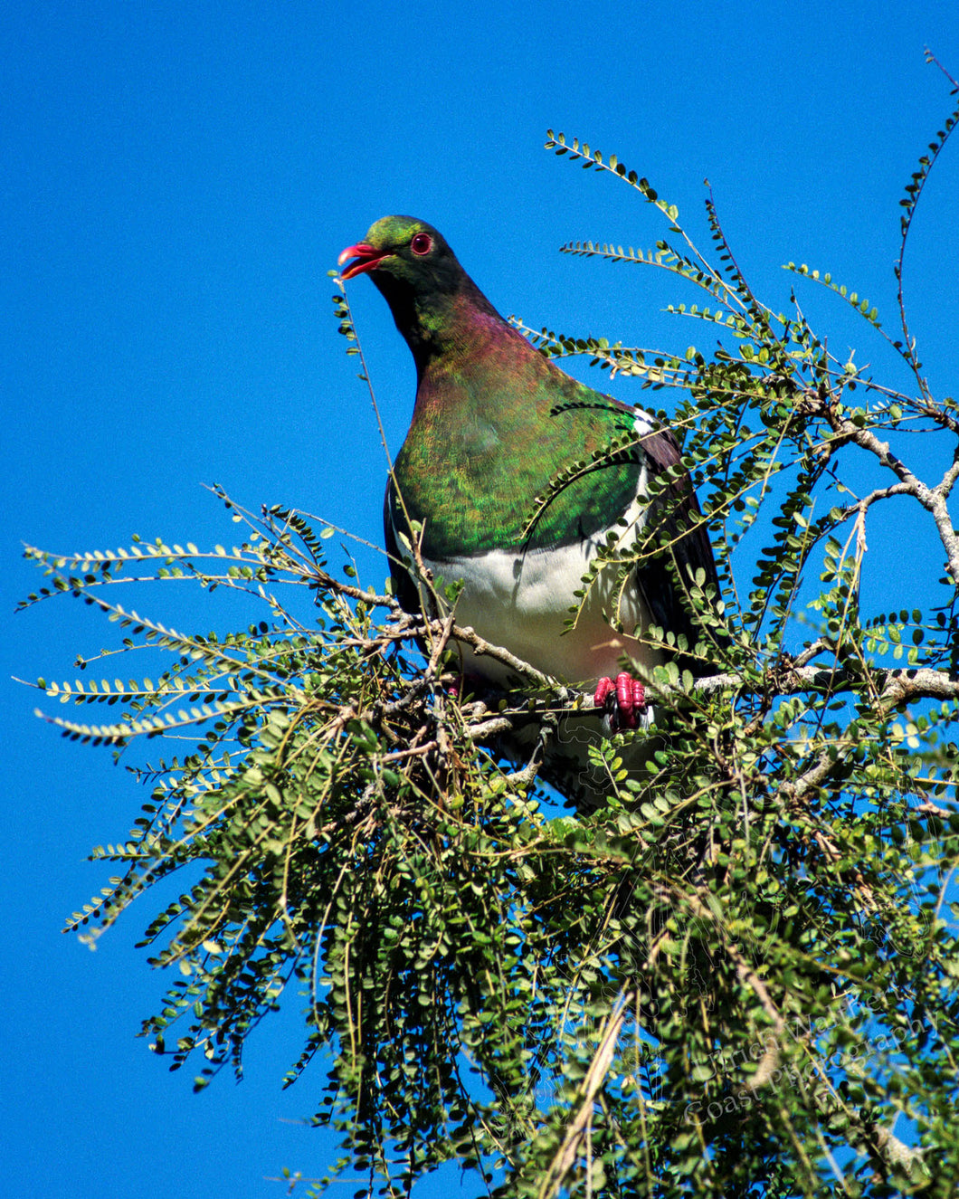 Pigeon (Wood) 1