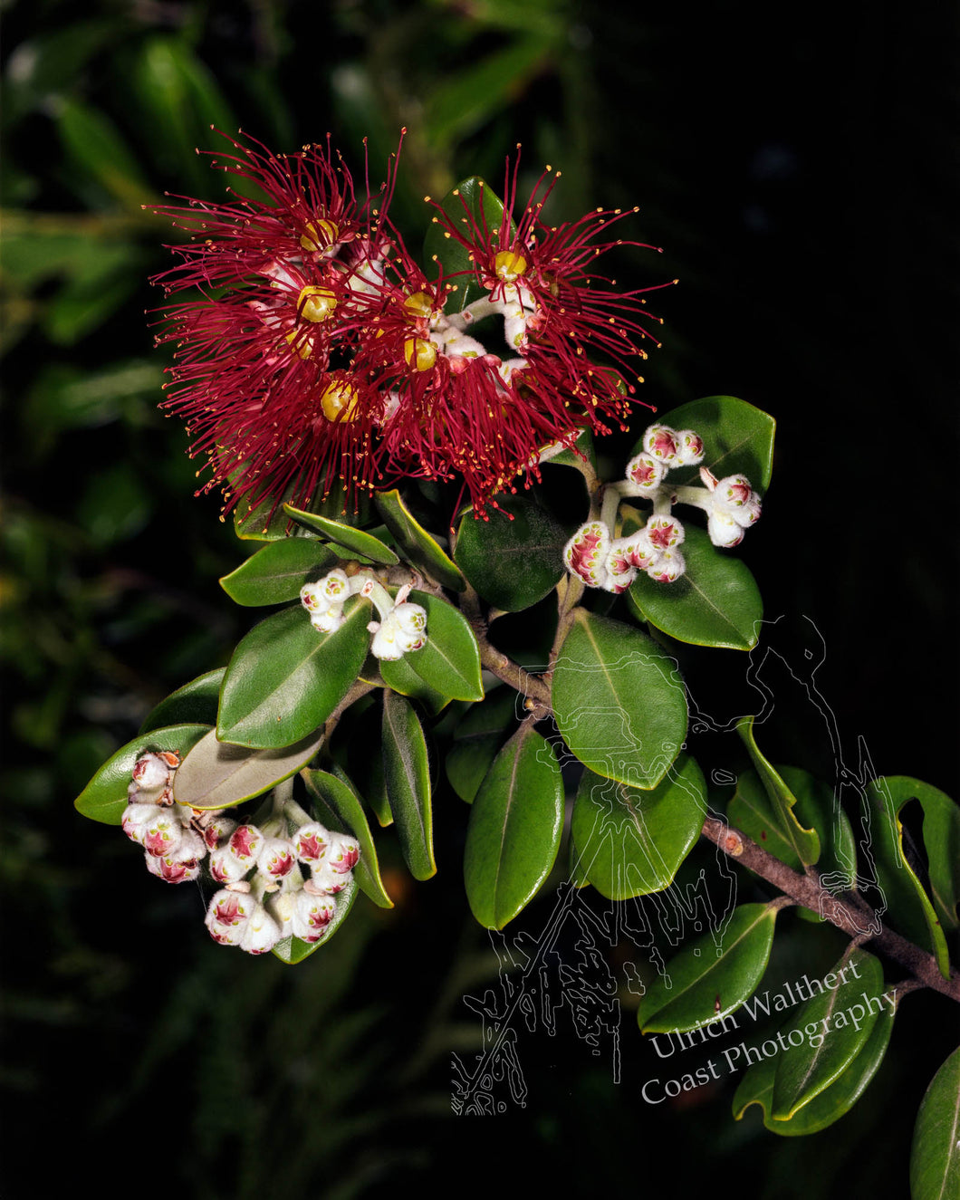 Pohutukawa 1