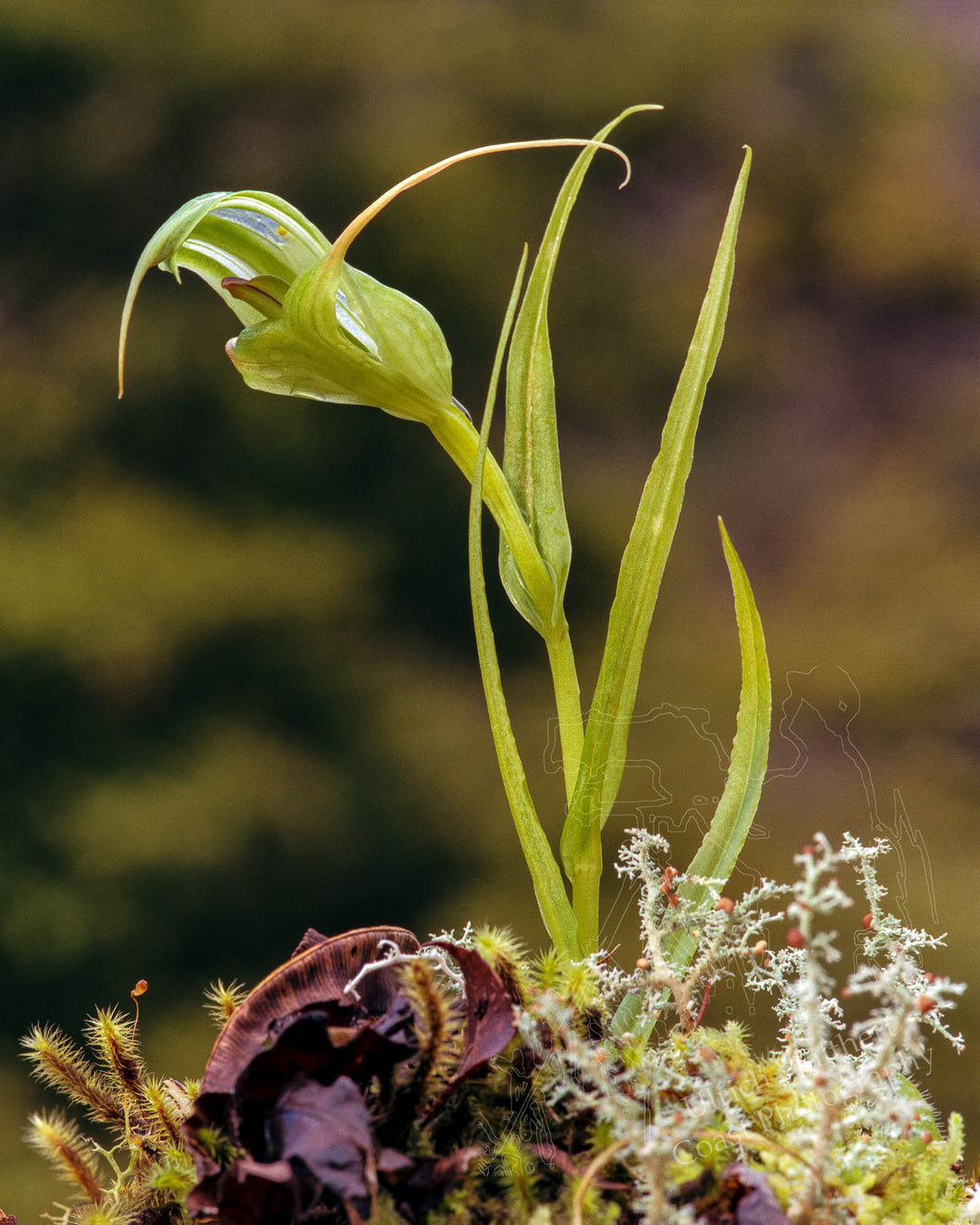 Pterostylis Banksii 1