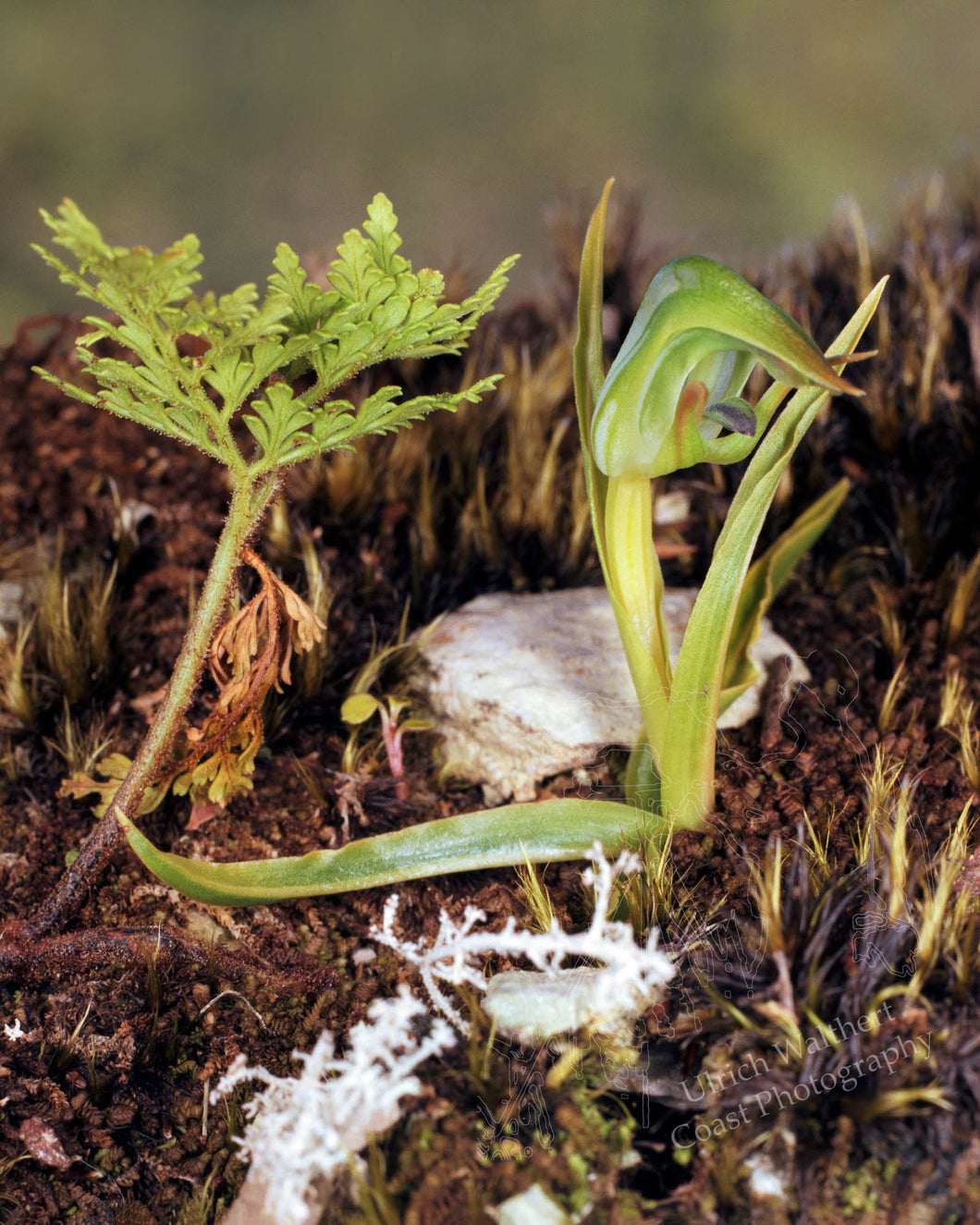 Pterostylis graminea 1