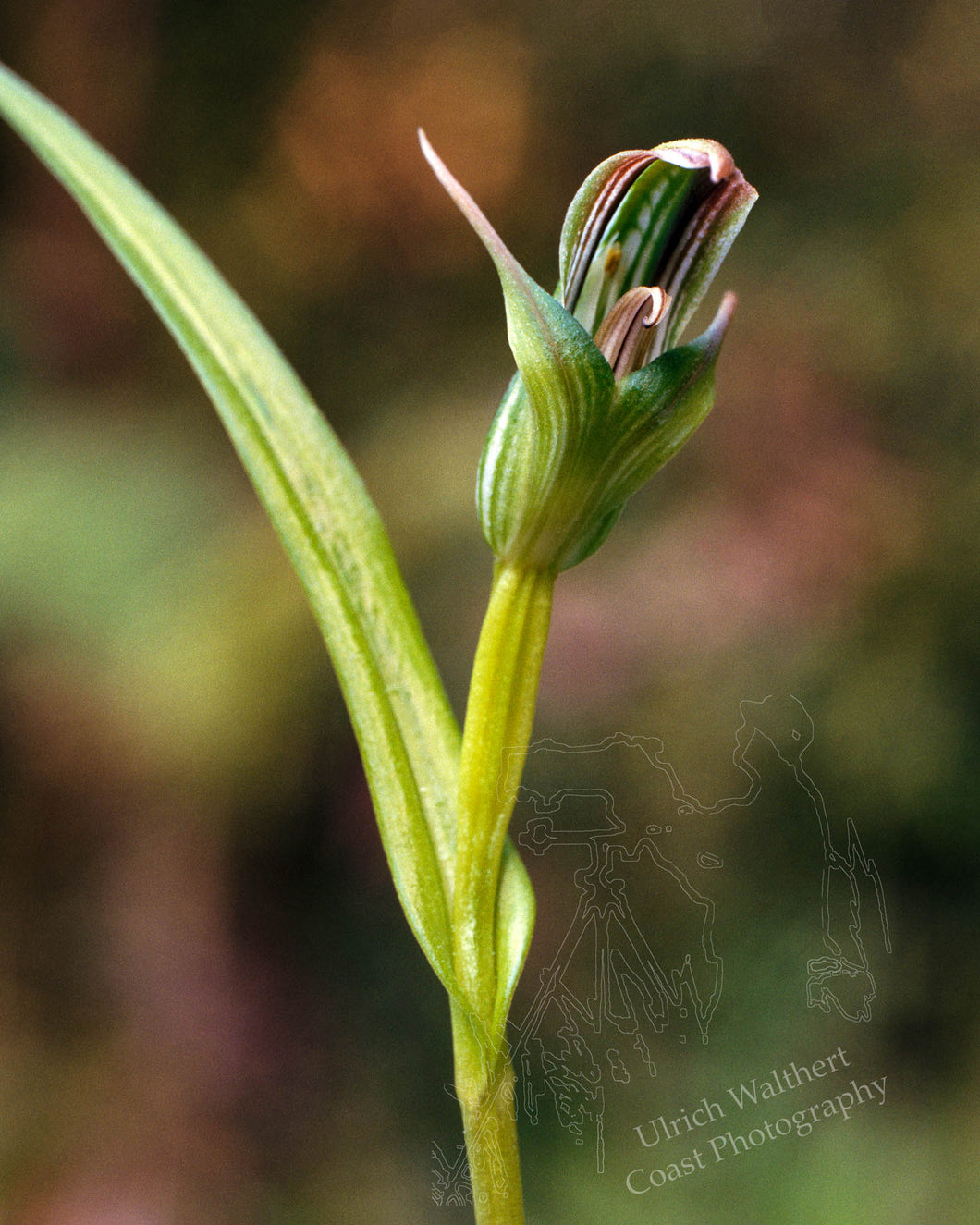 Pterostylis Irsonisna 1