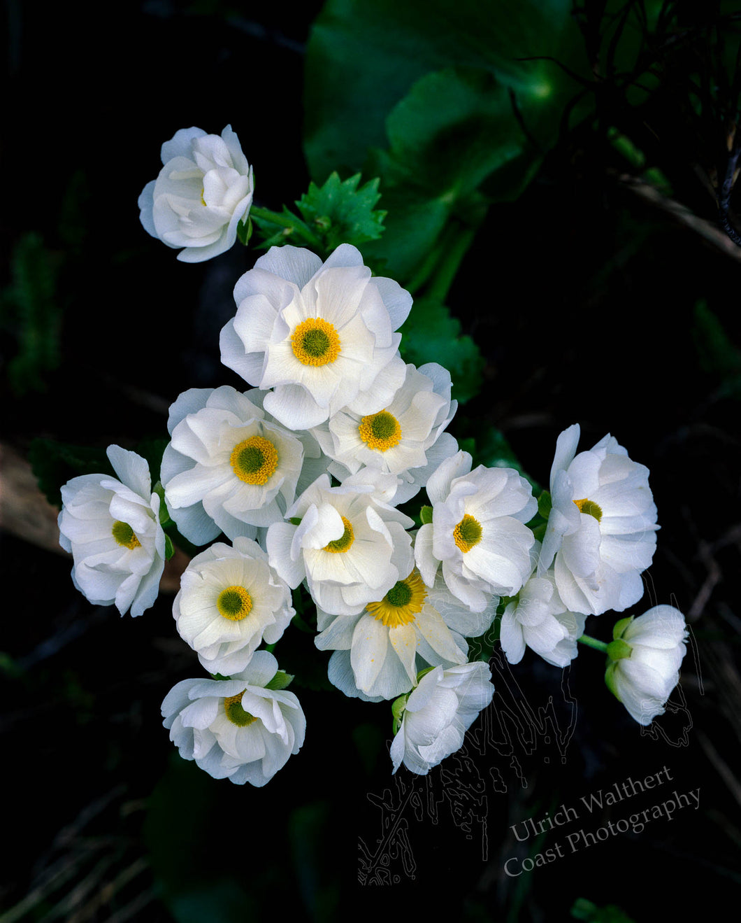 Ranunculus 1